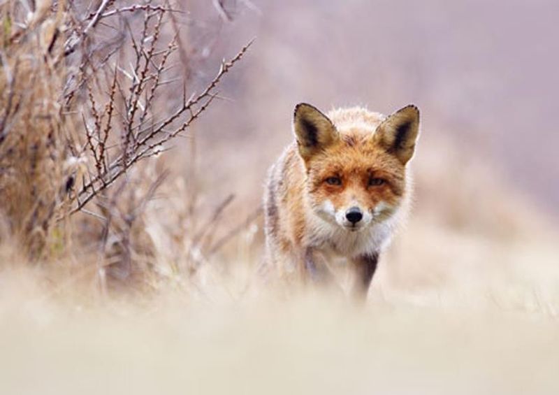 workART Curated Photographic Canvas - Red Fox in Pastels by Roeselien Raimond