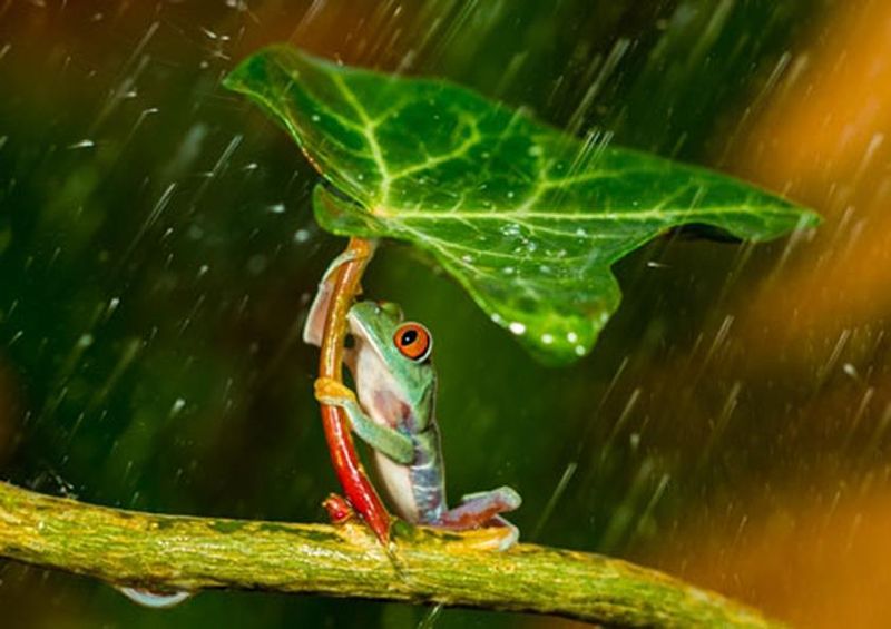 workART Curated Photographic Canvas - Ohh Noo Its Raining by Kutub Uddin