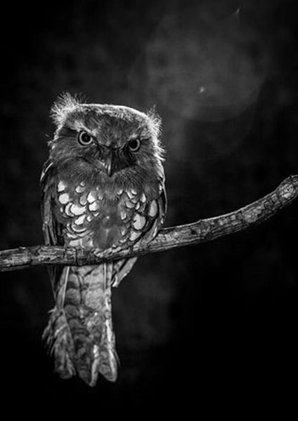workART Curated Photographic Canvas - Alone in the Night by Wilianto