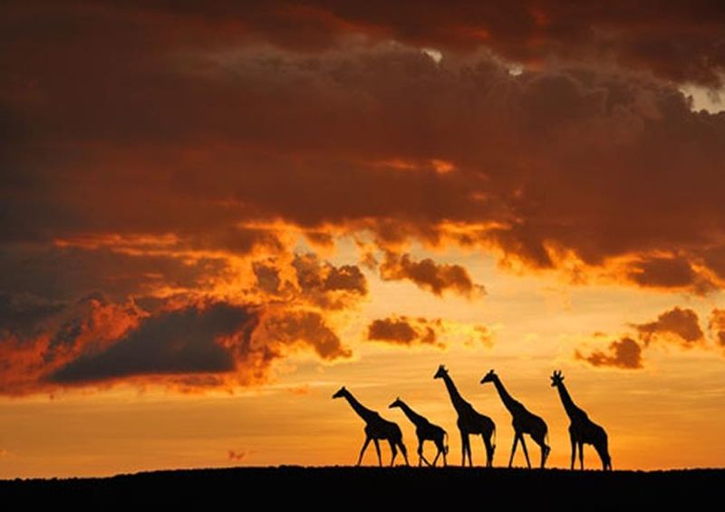 workART Curated Photographic Canvas - Five Giraffes by Muriel Vekemans