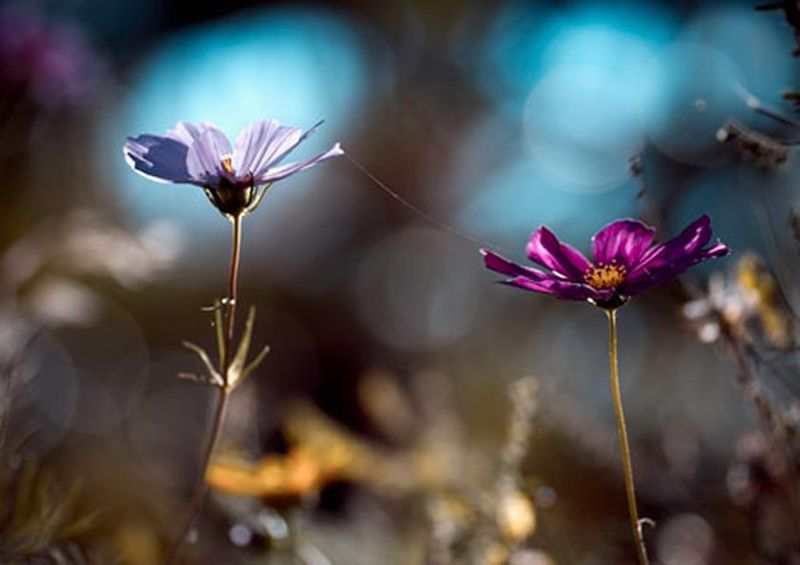 workART Curated Photographic Canvas - Le Lien by Fabien Bravin