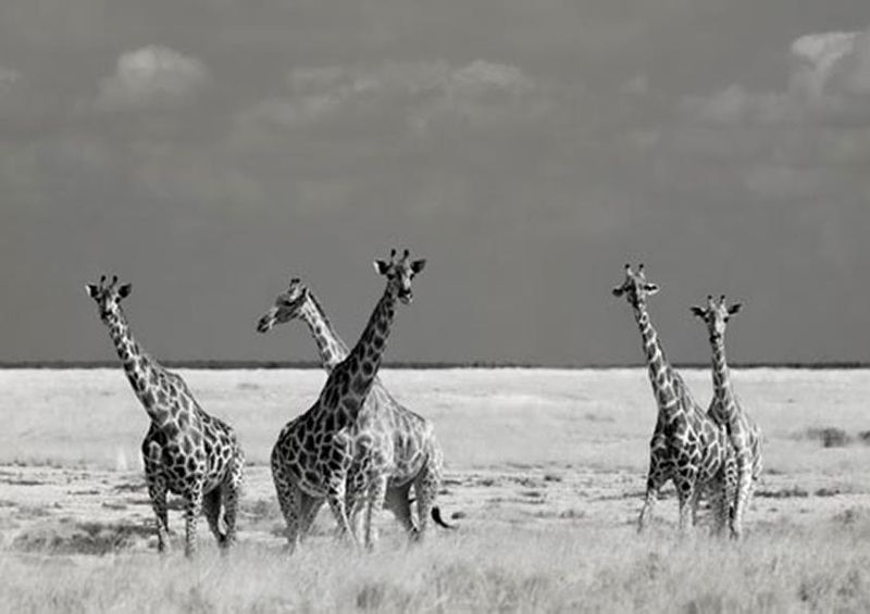 workART Curated Photographic Canvas - Look Girl Strange Animals by Mathilde