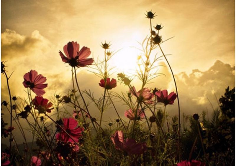 workART Curated Photographic Canvas - Watching the Sun by Christian Marcel