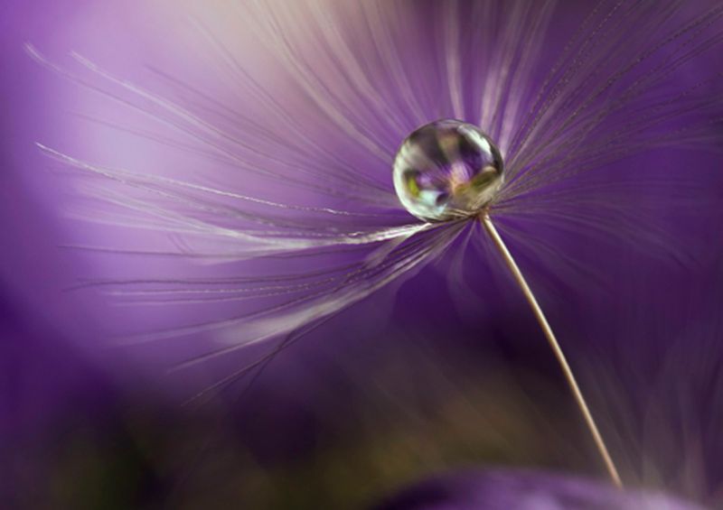 workART Curated Photographic Canvas - In Shades of Purple by Heidi Westum