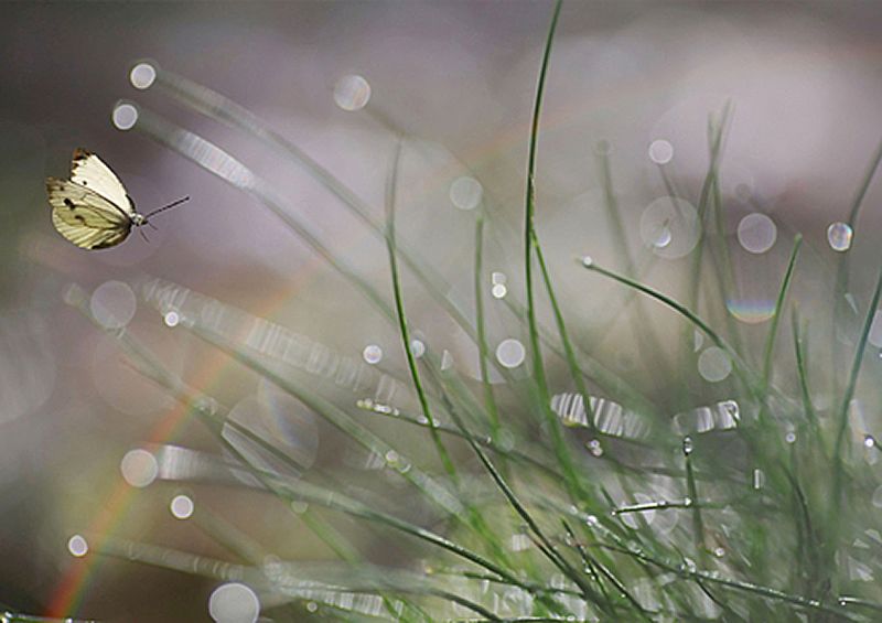 workART Curated Photographic Canvas - Imminent Landing by Anna Cseresnjes