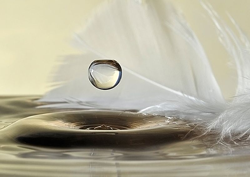 workART Curated Photographic Canvas - Feathers Drop by Heidi Westum
