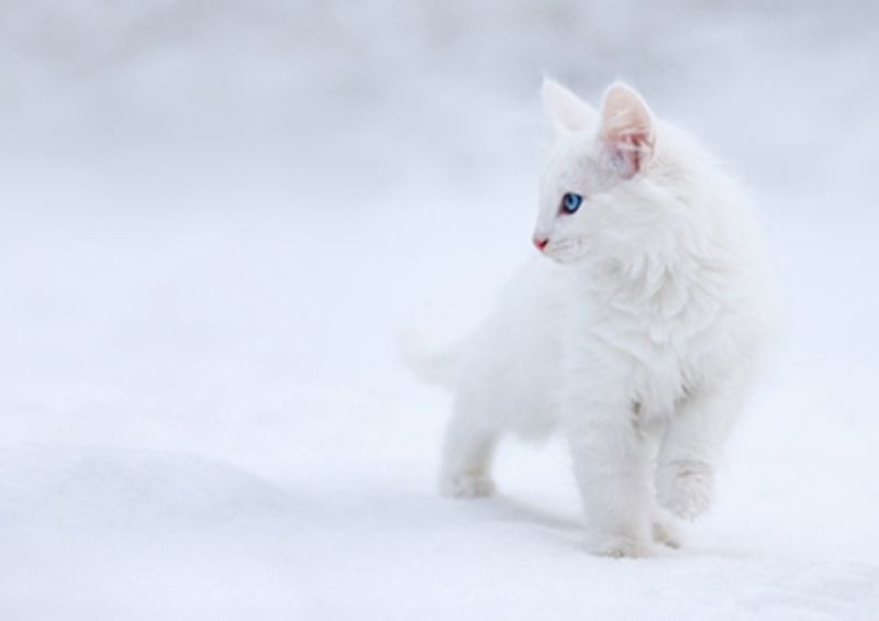workART Curated Photographic Canvas - White as Snow by Mee Prexus
