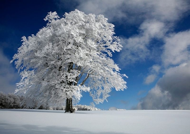 workART Curated Photographic Canvas - White Windbuche in Black Forest by Frans Schumacher