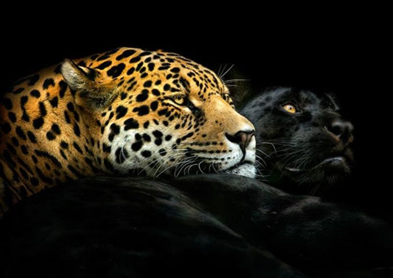 workART Curated Photographic Canvas - Ebony and Ivory by Pedro Jarque