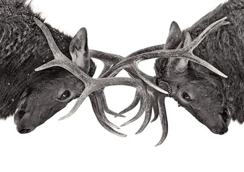 workART Curated Photographic Canvas - Eye to Eye by Jim Cumming