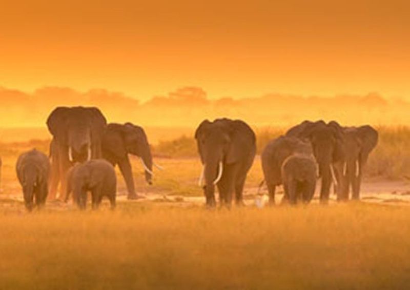 workART Curated Photographic Canvas - Golden Light by David Hua