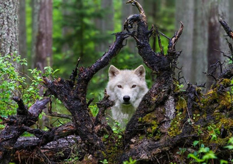 workART Curated Photographic Canvas - Wolf by Mike Centioli