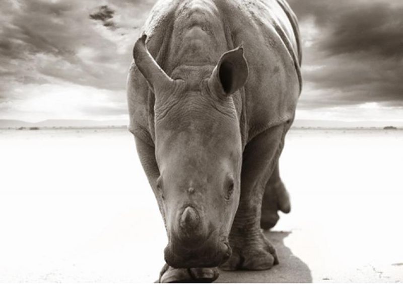 workART Curated Photographic Canvas - Baby Rhino by Rodger Williams