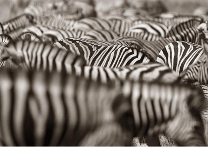 workART Curated Photographic Canvas - Zebra Herd by Rodger Williams