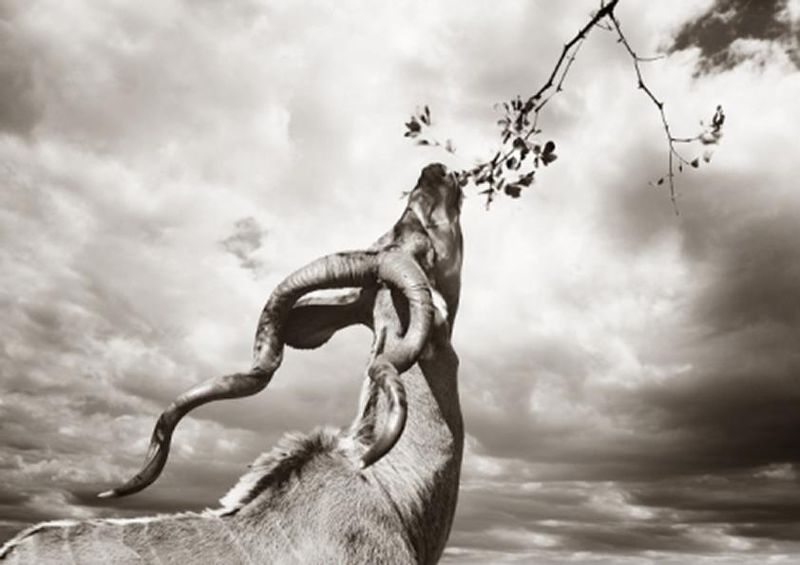 workART Curated Photographic Canvas - Kudu Eating by Rodger Williams