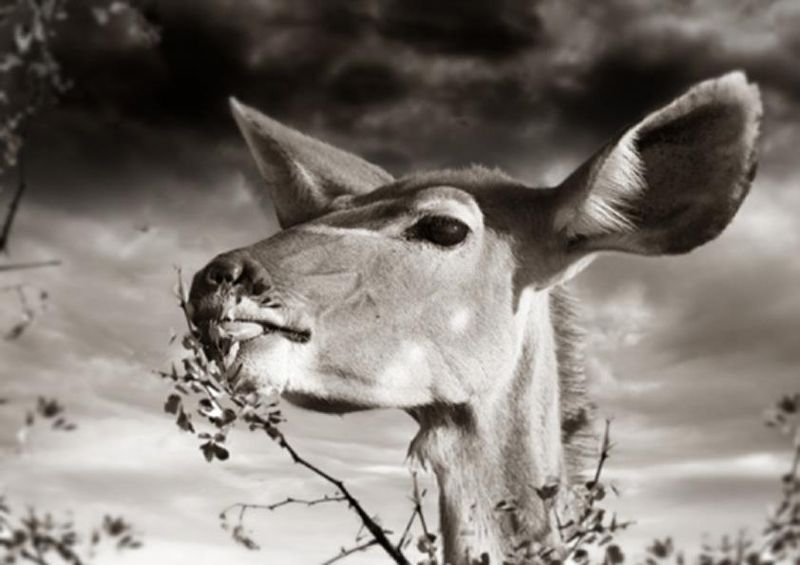 workART Curated Photographic Canvas - Nibbling Buck by Rodger Williams