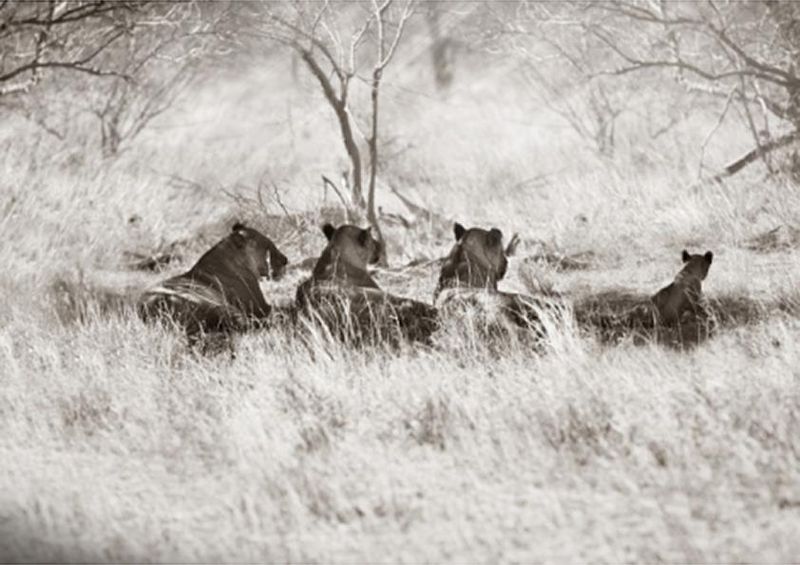workART Curated Photographic Canvas - Pride at Rest by Rodger Williams