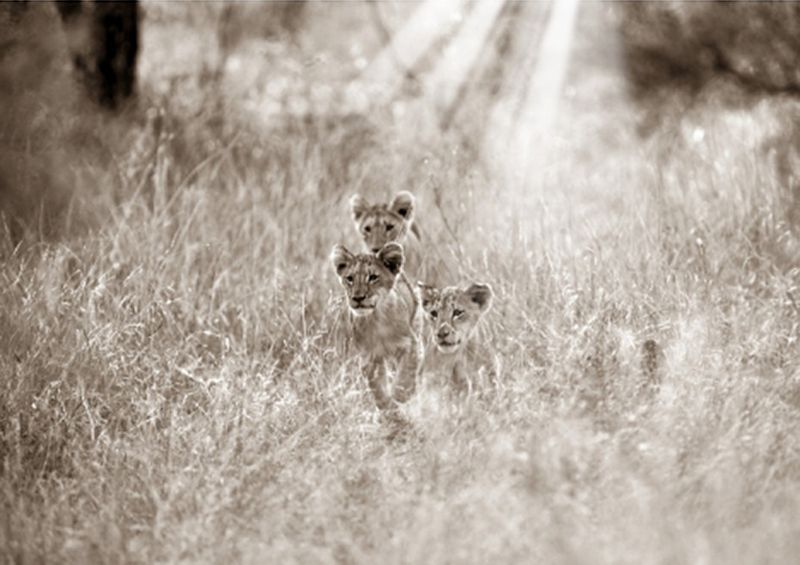 workART Curated Photographic Canvas - Lion Cubs by Rodger Williams