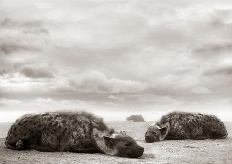 workART Curated Photographic Canvas - Resting Hyenas by Rodger Williams
