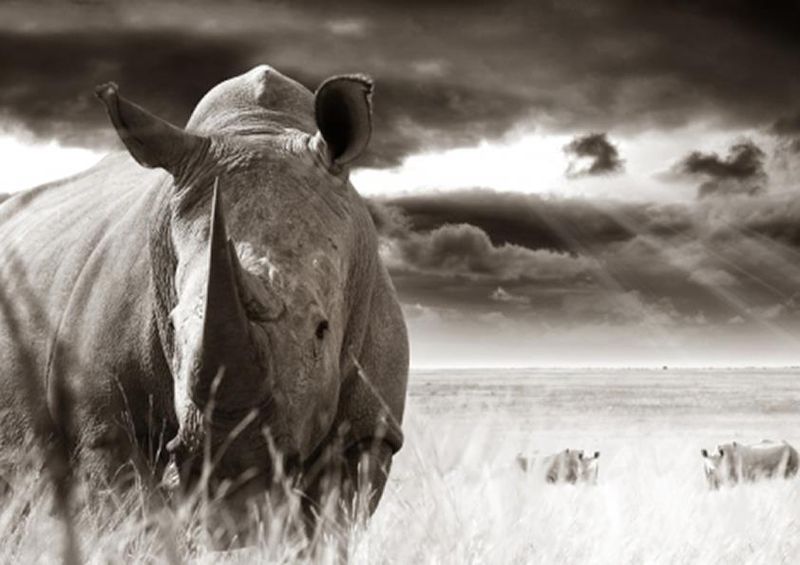 workART Curated Photographic Canvas - Rhino Bull by Rodger Williams