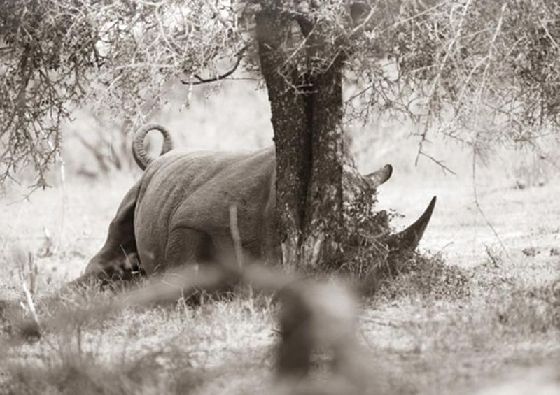 workART Curated Photographic Canvas - Rhino at Rest by Rodger Williams