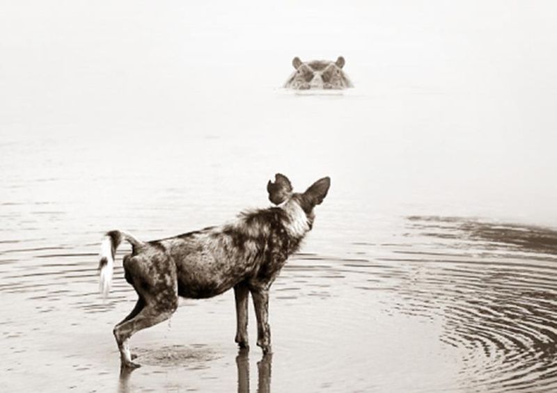 workART Curated Photographic Canvas - Wild Dog Hippo Stare by Rodger Williams