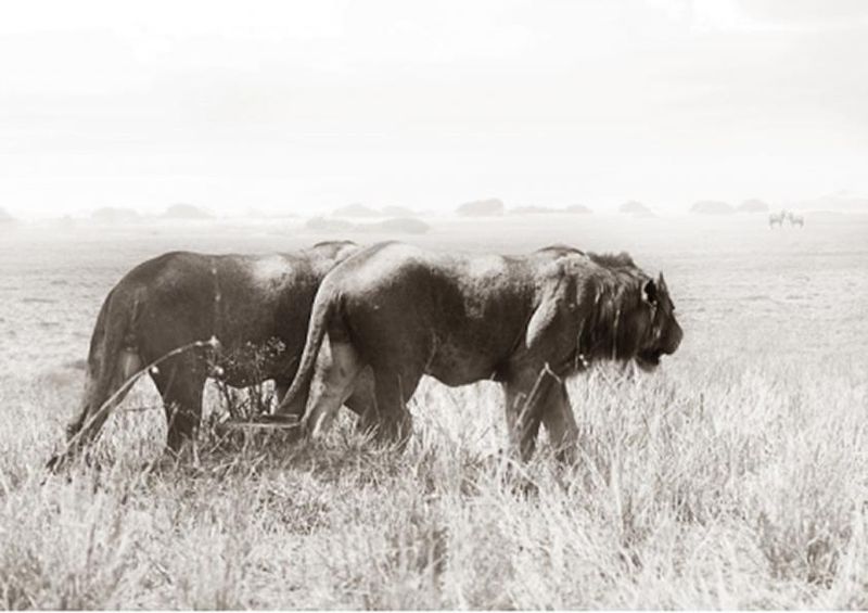 workART Curated Photographic Canvas - Young Brothers by Rodger Williams