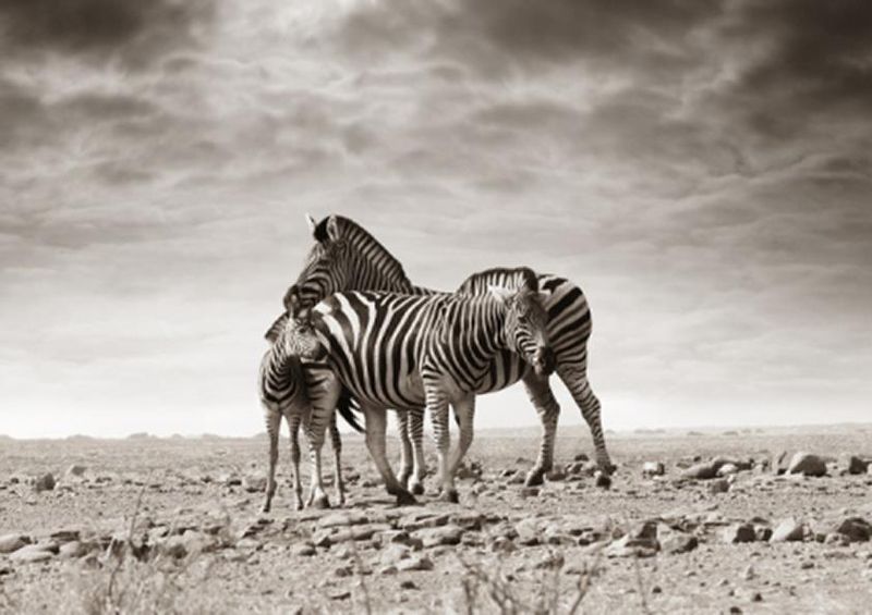 workART Curated Photographic Canvas - Zebra Family by Rodger Williams
