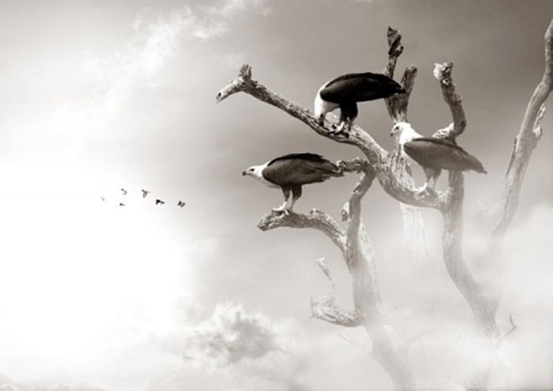workART Curated Photographic Canvas - Fish Eagles by Rodger Williams