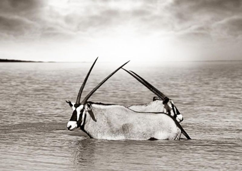 workART Curated Photographic Canvas - Gemsbok by Rodger Williams
