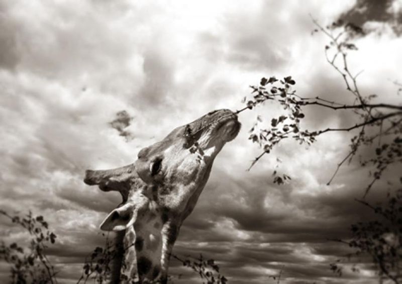 workART Curated Photographic Canvas - Giraffe at Full Stretch by Rodger Williams