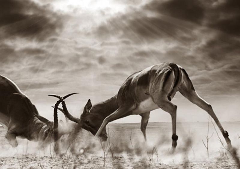 workART Curated Photographic Canvas - Head to Head by Rodger Williams