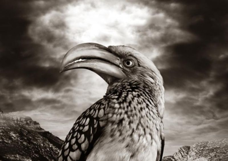 workART Curated Photographic Canvas - Hornbill by Rodger Williams