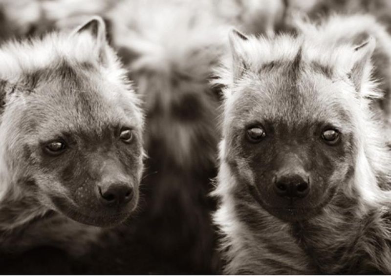workART Curated Photographic Canvas - Hyena Pups by Rodger Williams