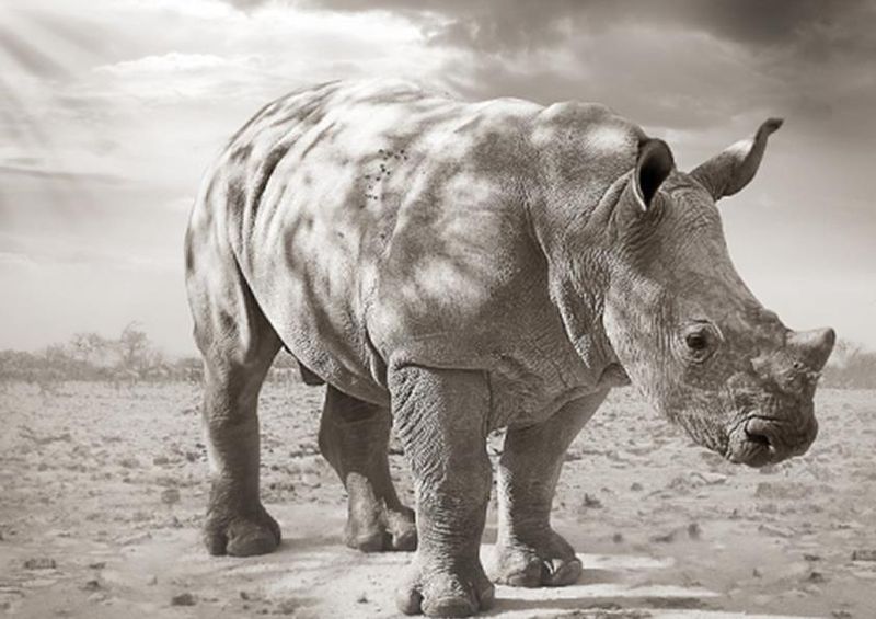 workART Curated Photographic Canvas - Baby Rhinoceros by Rodger Williams