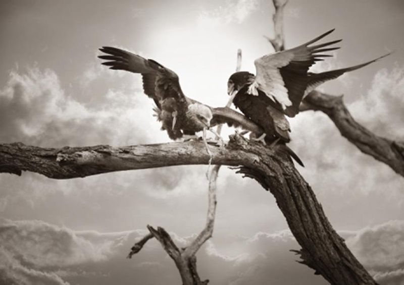workART Curated Photographic Canvas - Eagles by Rodger Williams