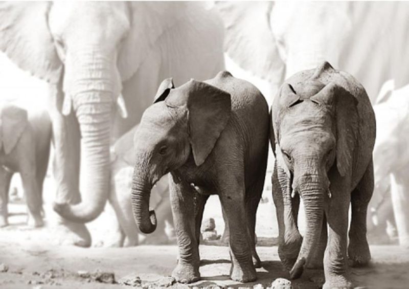 workART Curated Photographic Canvas - Baby Elephants by Rodger Williams