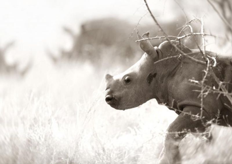 workART Curated Photographic Canvas - Baby Rhino Head On by Rodger Williams