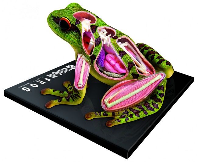Animal Anatomy: Frog