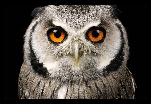 Owl Face Poster with Black Frame
