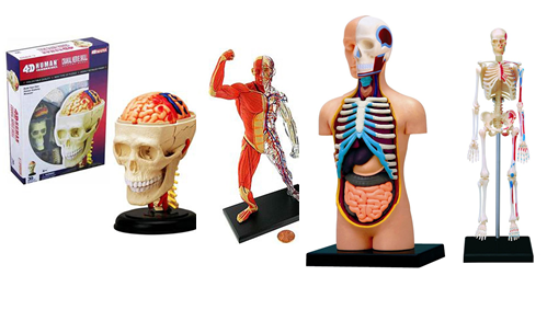 Jeronimo Human Anatomy Combo (4 Pack)