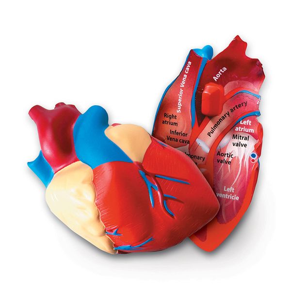 Learning Resources Cross - Section Heart Model