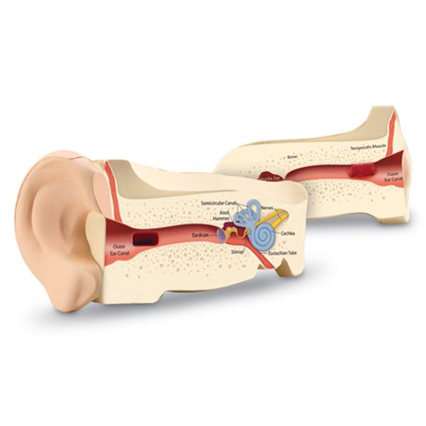 Learning Resources Cross - Section Ear Model