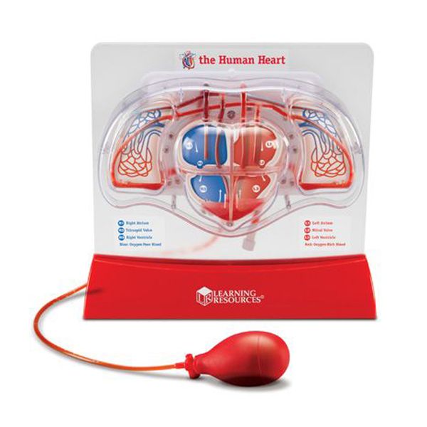 Learning Resources Pumping Heart Model