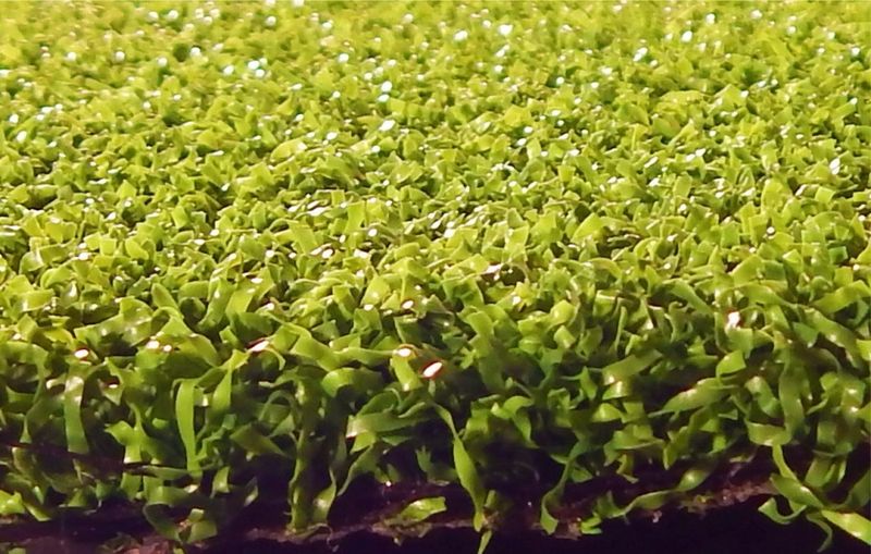 AGSA - Golf profile - 200cm