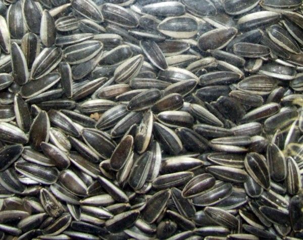 Complete Sunflower Seed - 10kg