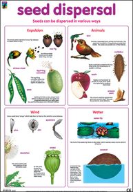 Poster:seed Dispersal | Buy Online in South Africa | takealot.com