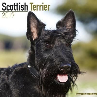 Scottish Terrier Calendar 2019