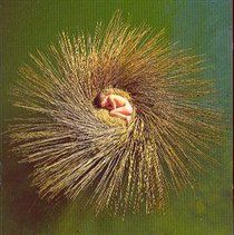 Peter Gabriel - Ovo - The Millenium Show (CD)