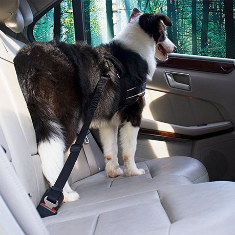 Pets at home dog harness for car best sale